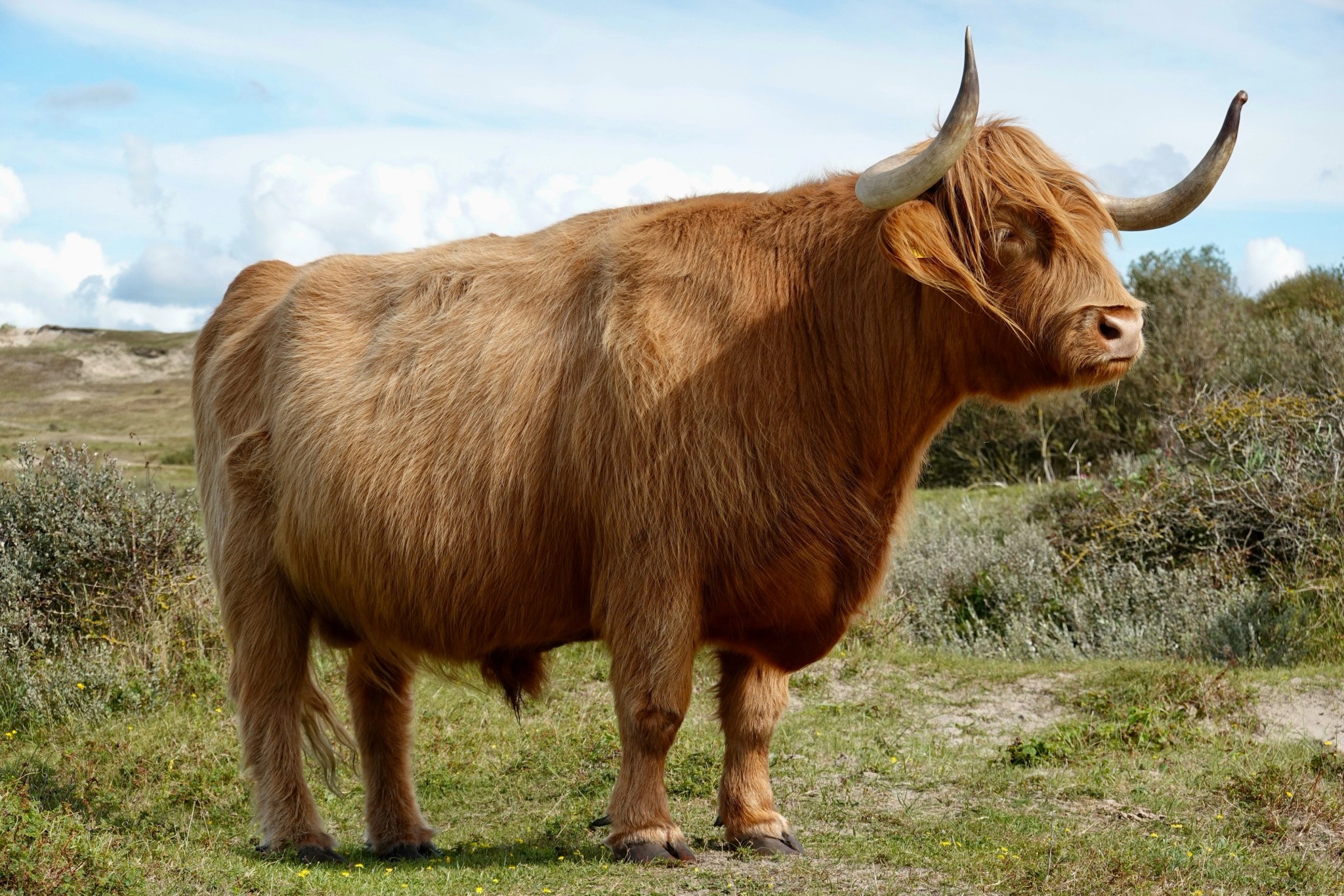 Bull