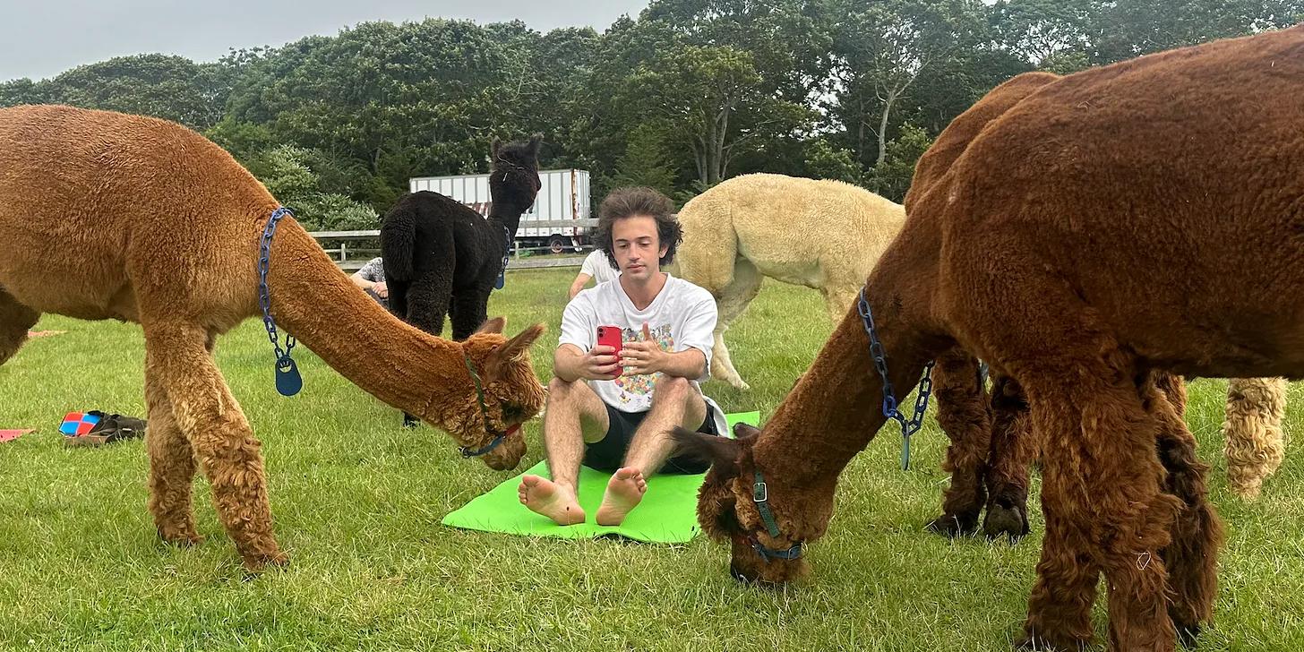 a man is sitting on a yoga mat in a field with alpacas .