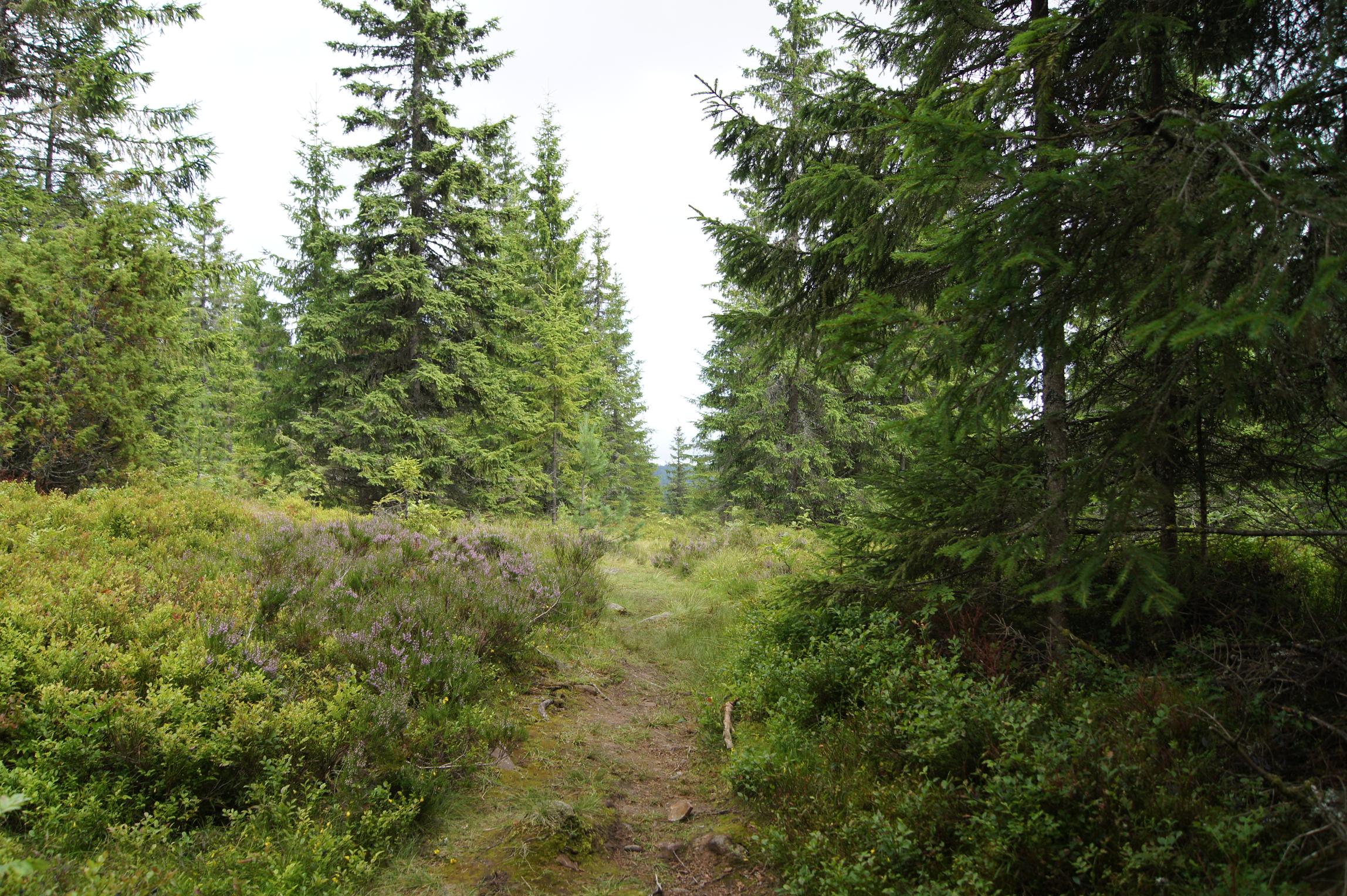 Foto. Sti i skogen.