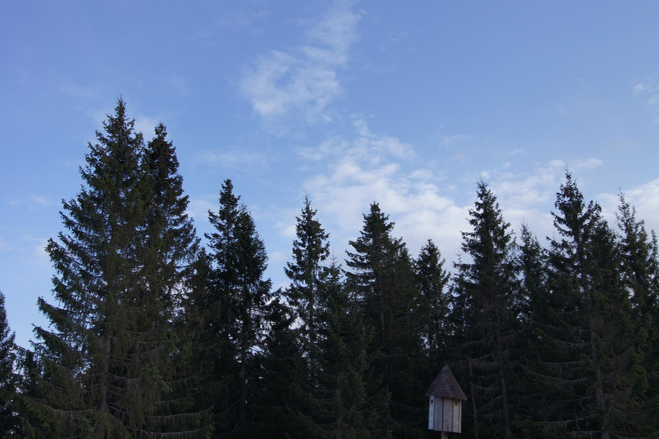 Trær i skogen ved Sørsetra. Foto.