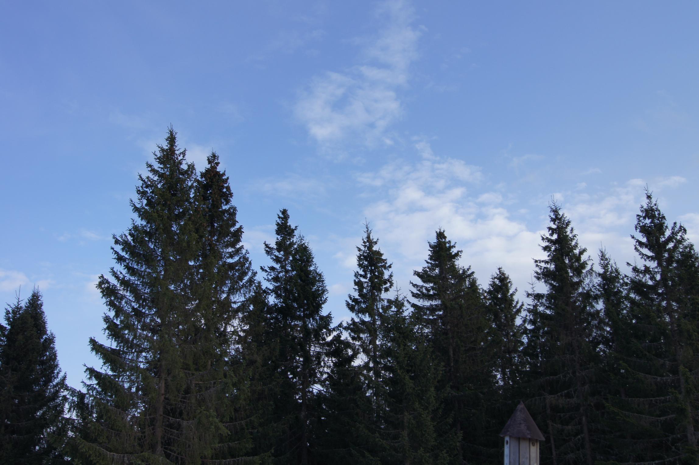 Trær og himmel. Bilde.