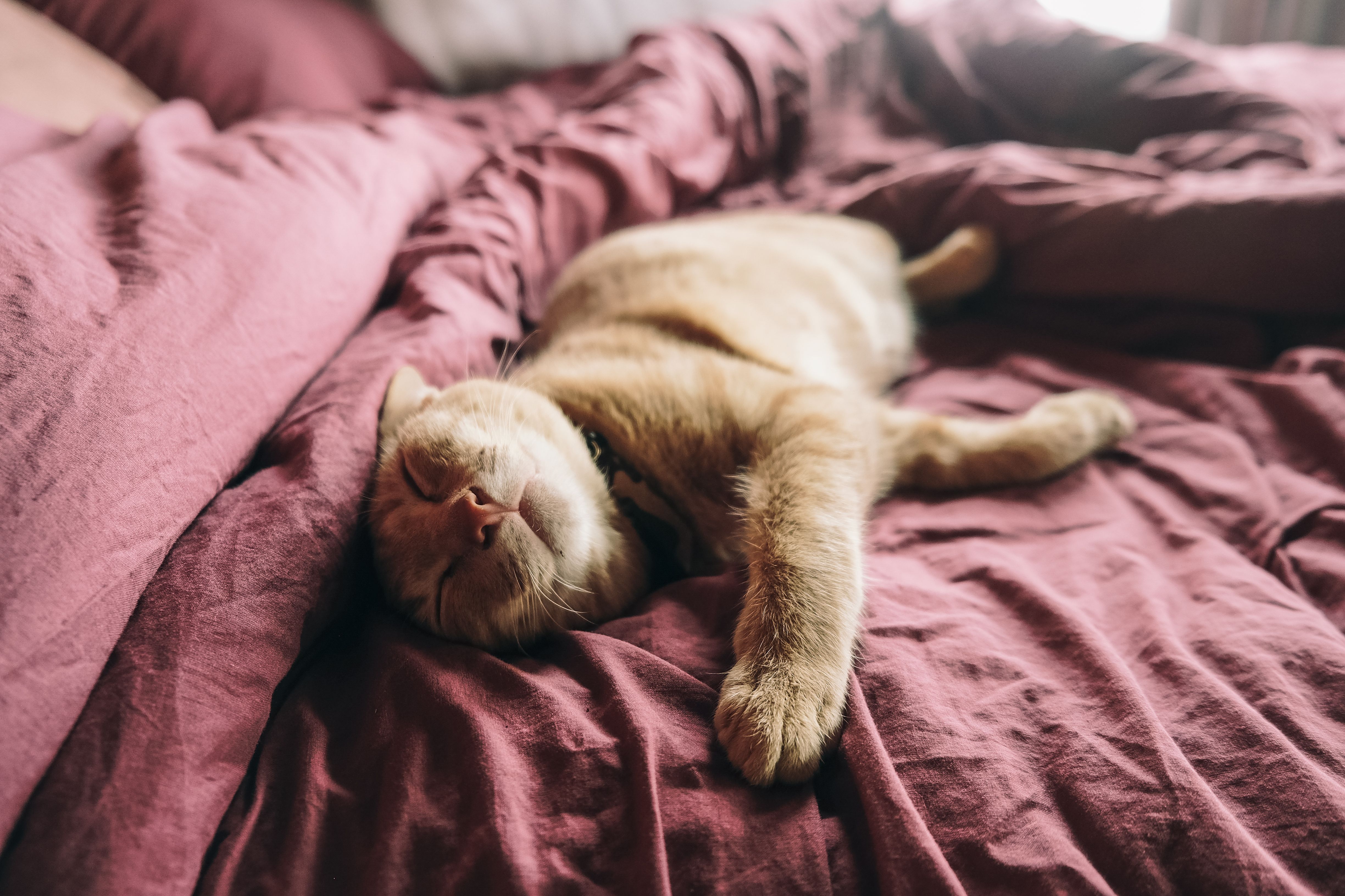 sommeil
