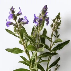 Skullcap