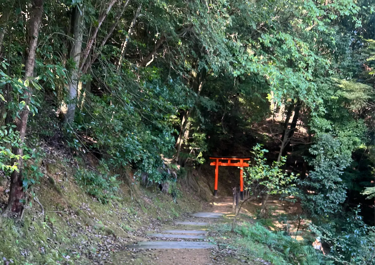 Forest bathing, or Shinrin-yoku