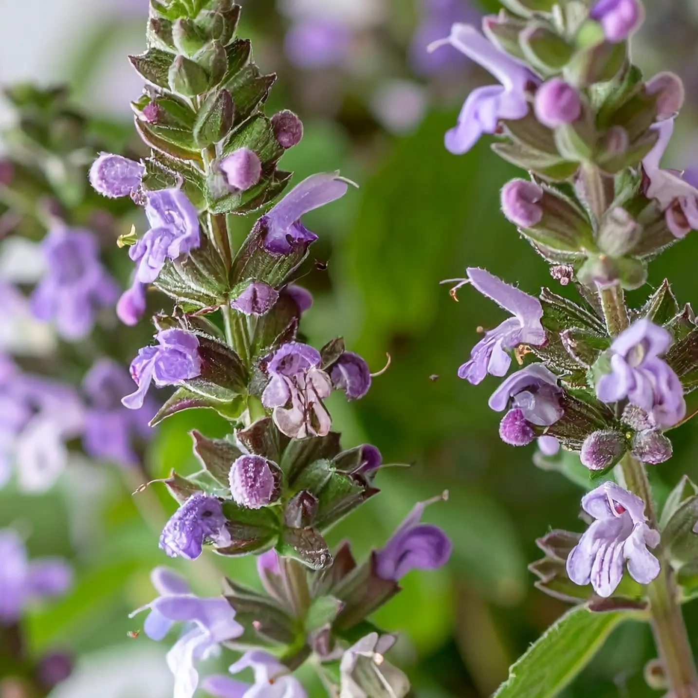 Skullcap flower image