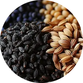 Coriander, Caraway, and Nigella Seeds Photo