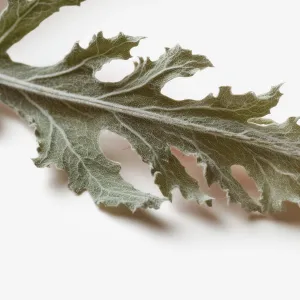 Artichoke Leaf