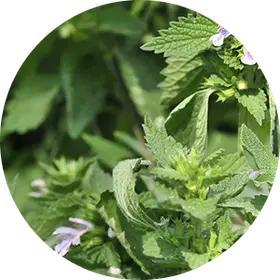 Lemon Balm Photo
