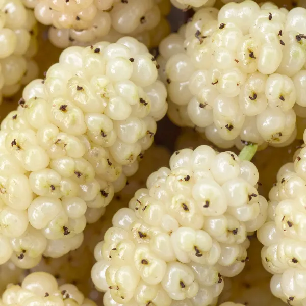 White Mulberries image