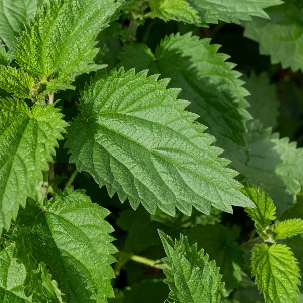 Nettle Leaf image