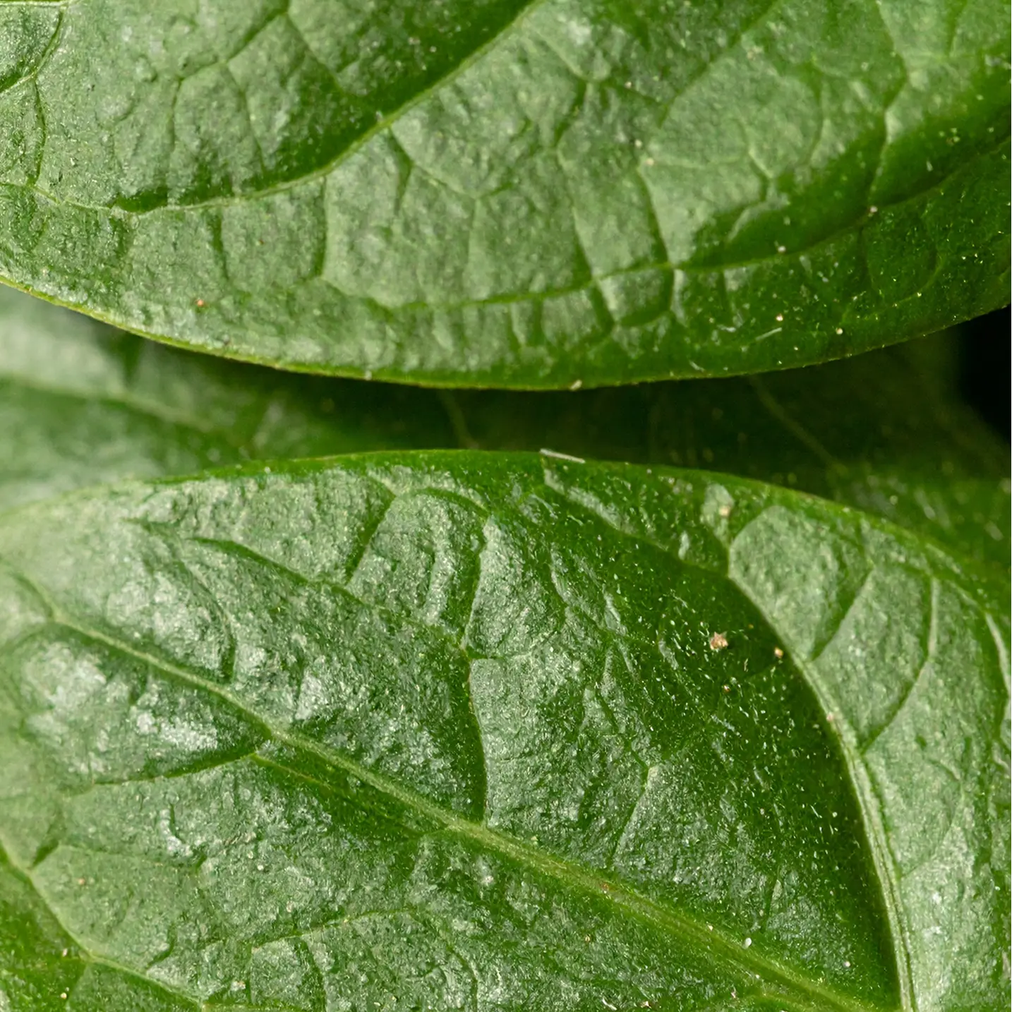 L-Theanine plant image