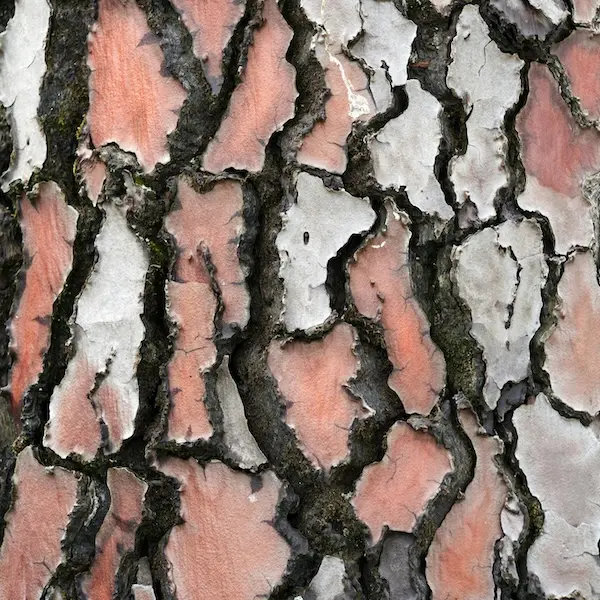 Pycnogenol® Mediterranean Pine Bark