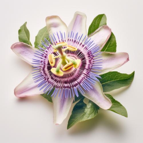 Passionflower image