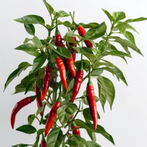 Image of a Cayenne Pepper plant