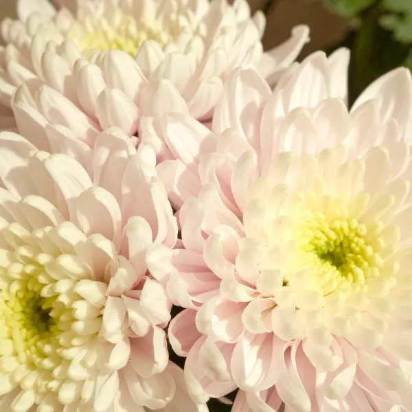 Chrysanthemum Flowers image