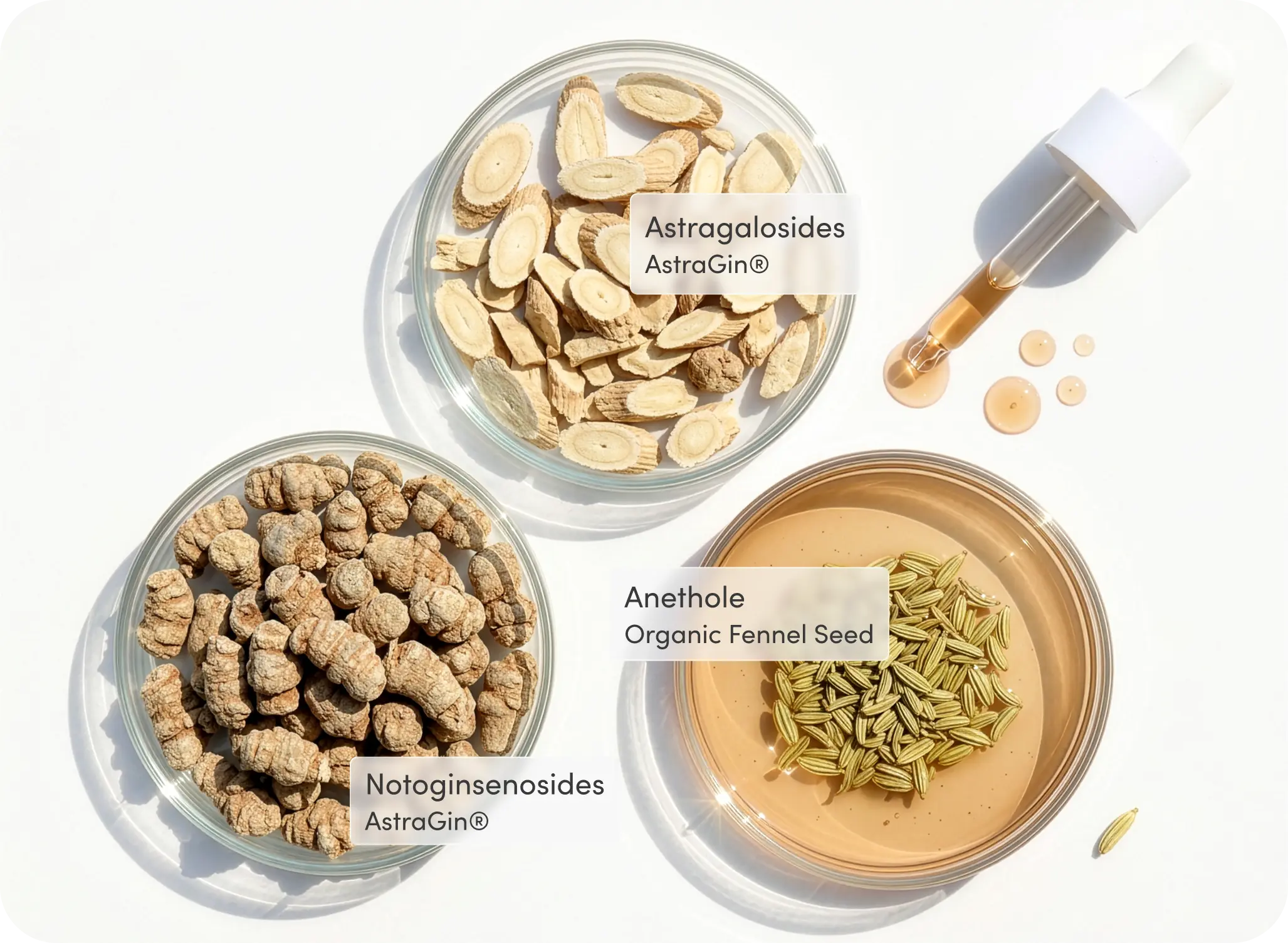 Flat lay of Protein Pre-Game™ key ingredients in glass bowls: Astragalosides from AstraGin® (astragalus root slices), Notoginsenosides from AstraGin® (Panax notoginseng root), and Anethole from Organic Fennel Seed, alongside a honey-colored tincture dropper.