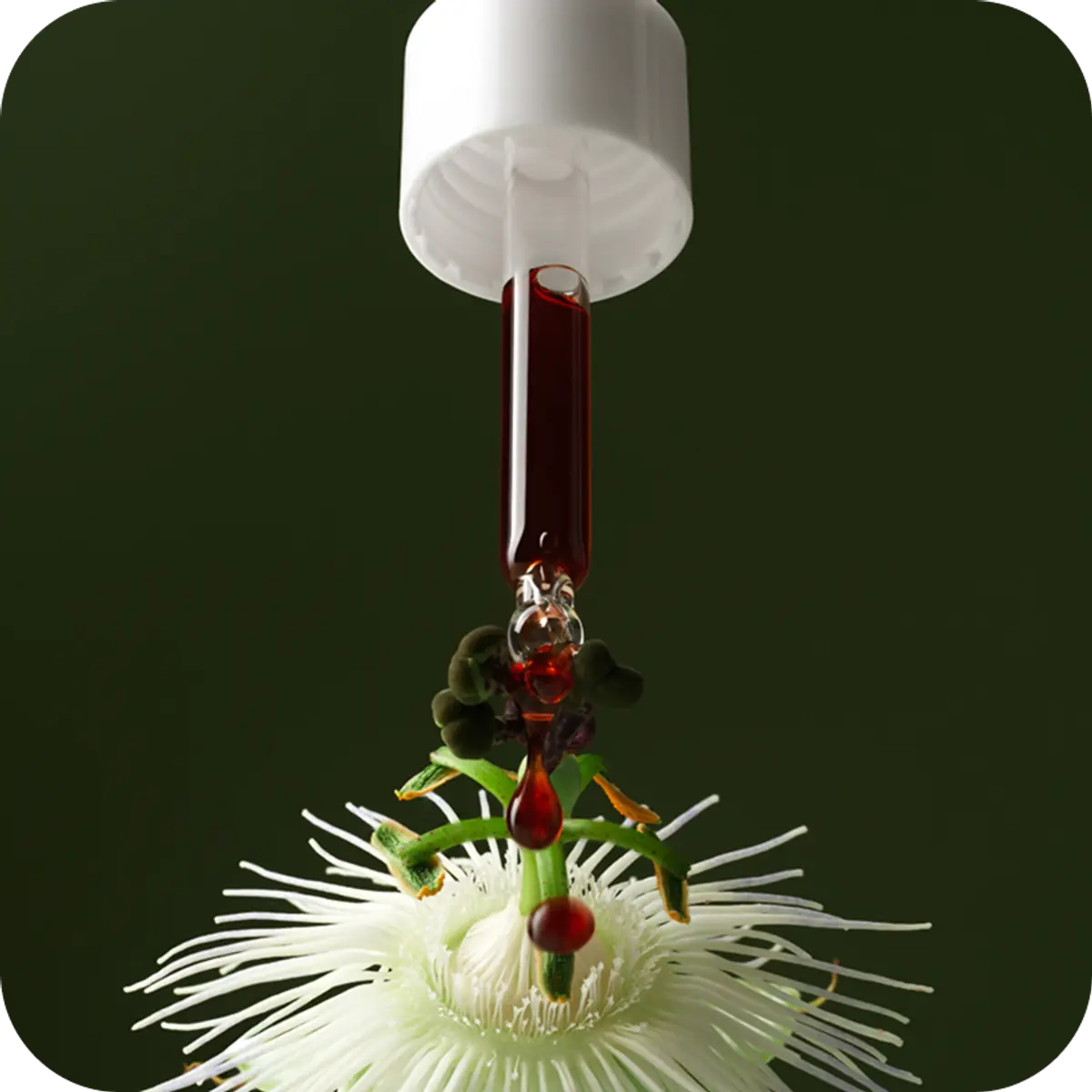 Wine Down dropping onto plant