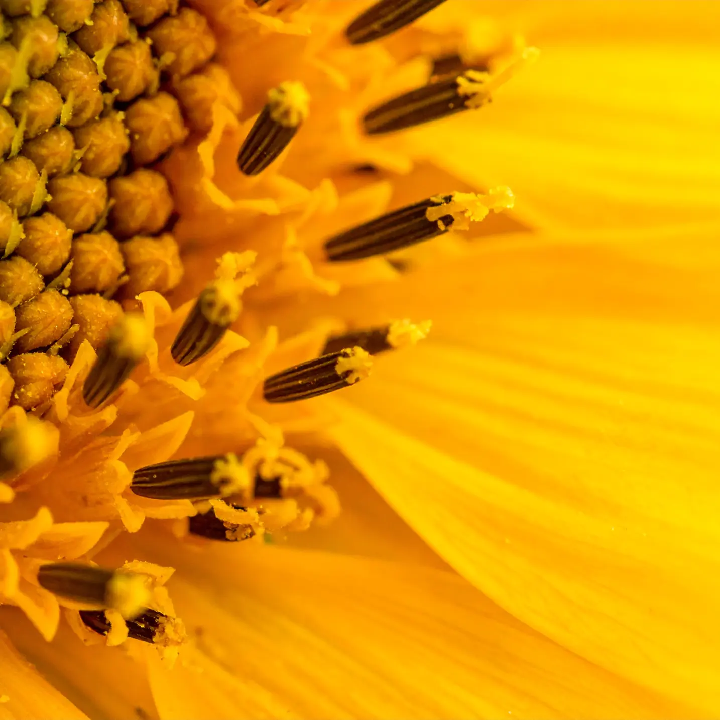 Sunflower Lecithin