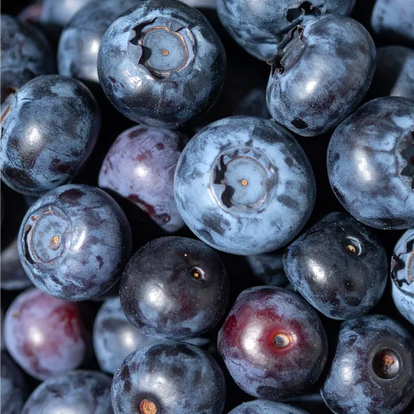 Bilberry plant