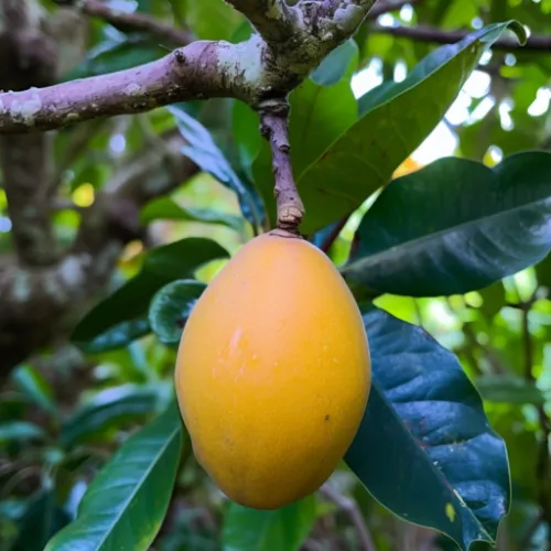 Lucuma fruit image
