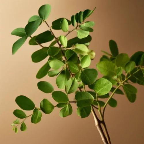 Aroma Depot - Moringa leaves are highly nutritious and are