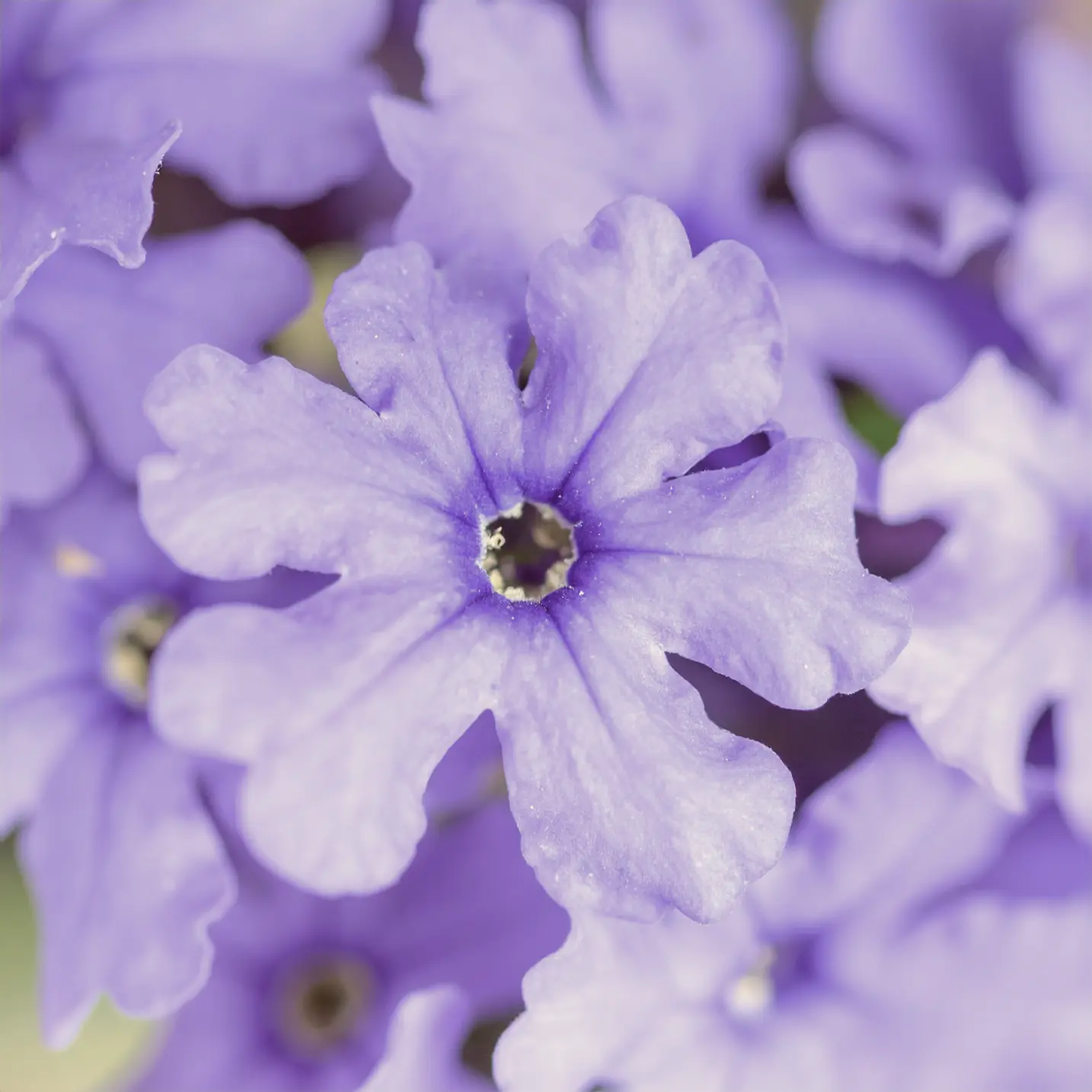 image of blue vervain plant