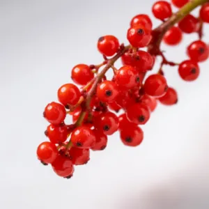 schisandra berry