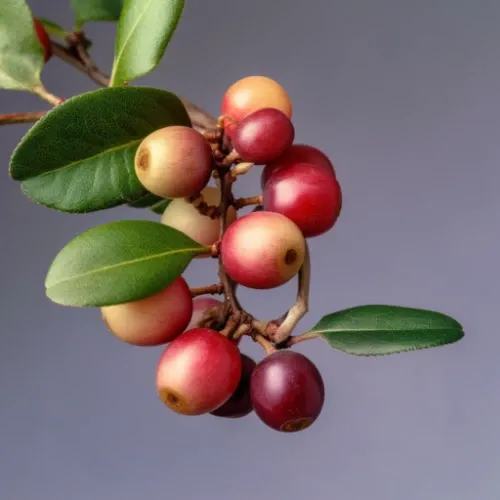 Image of a Camu Camu branch with fruits
