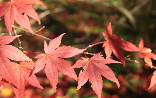 image of Japanese Maple Leaf