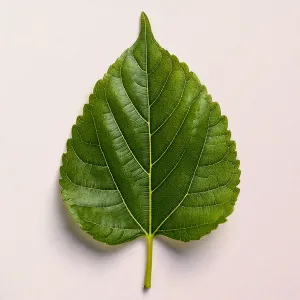 White Mulberry Leaf Photo