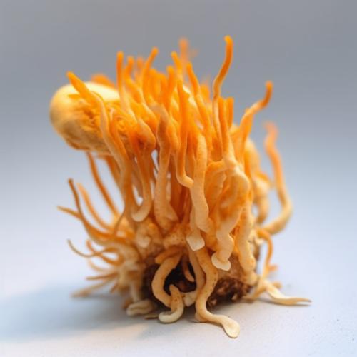 Cordyceps Mushroom image