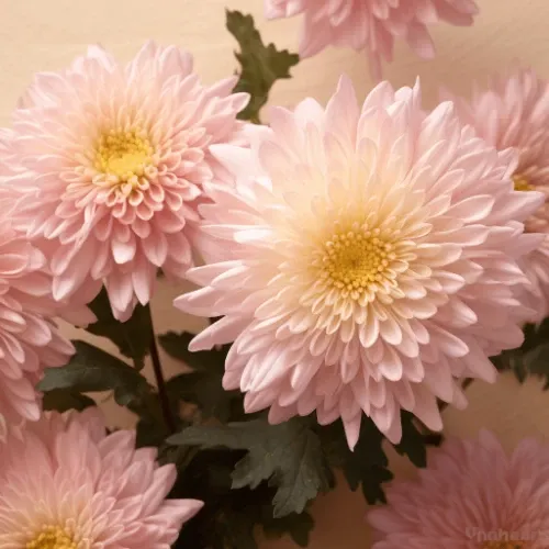 Chrysanthemum Flowers image