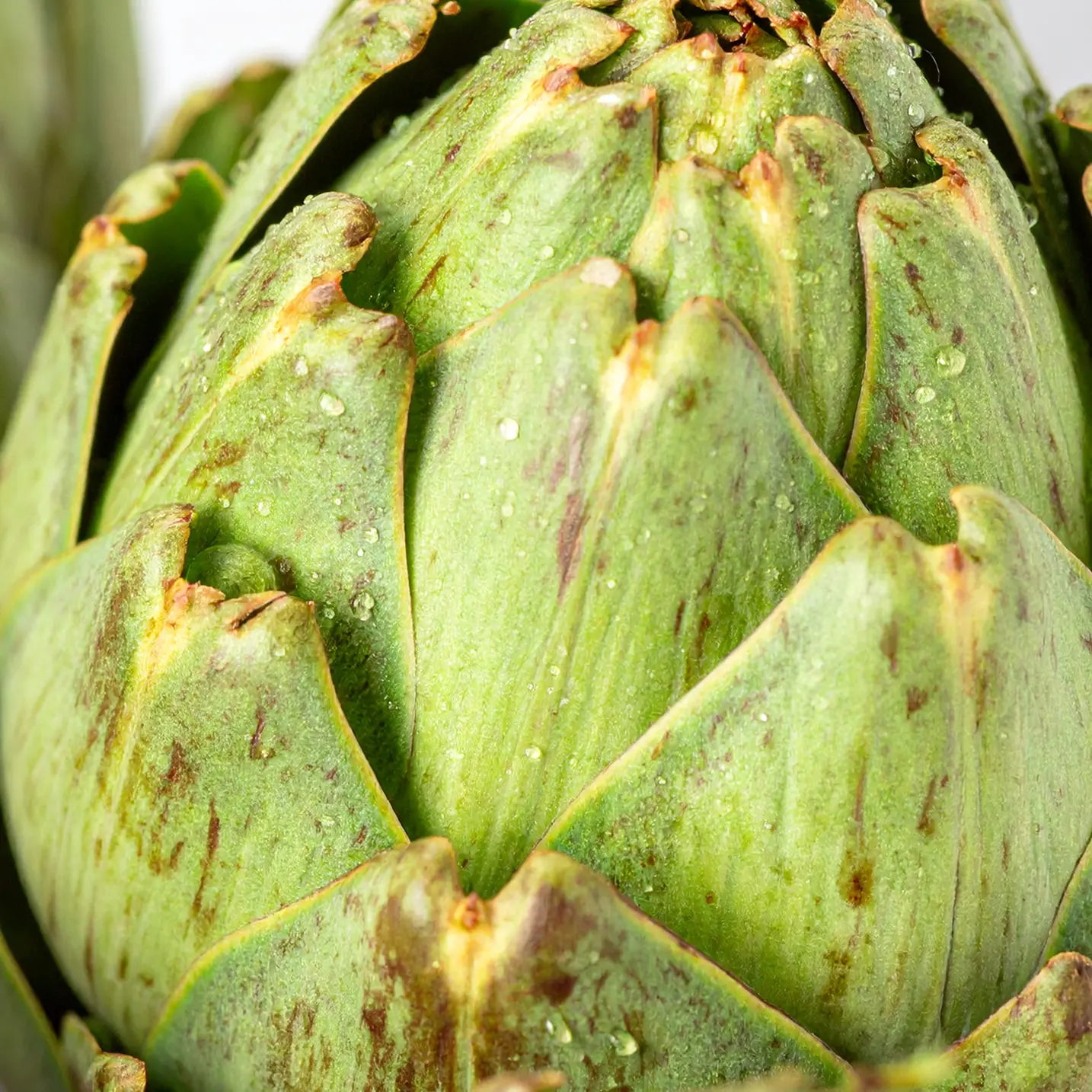 Artichoke Leaf image