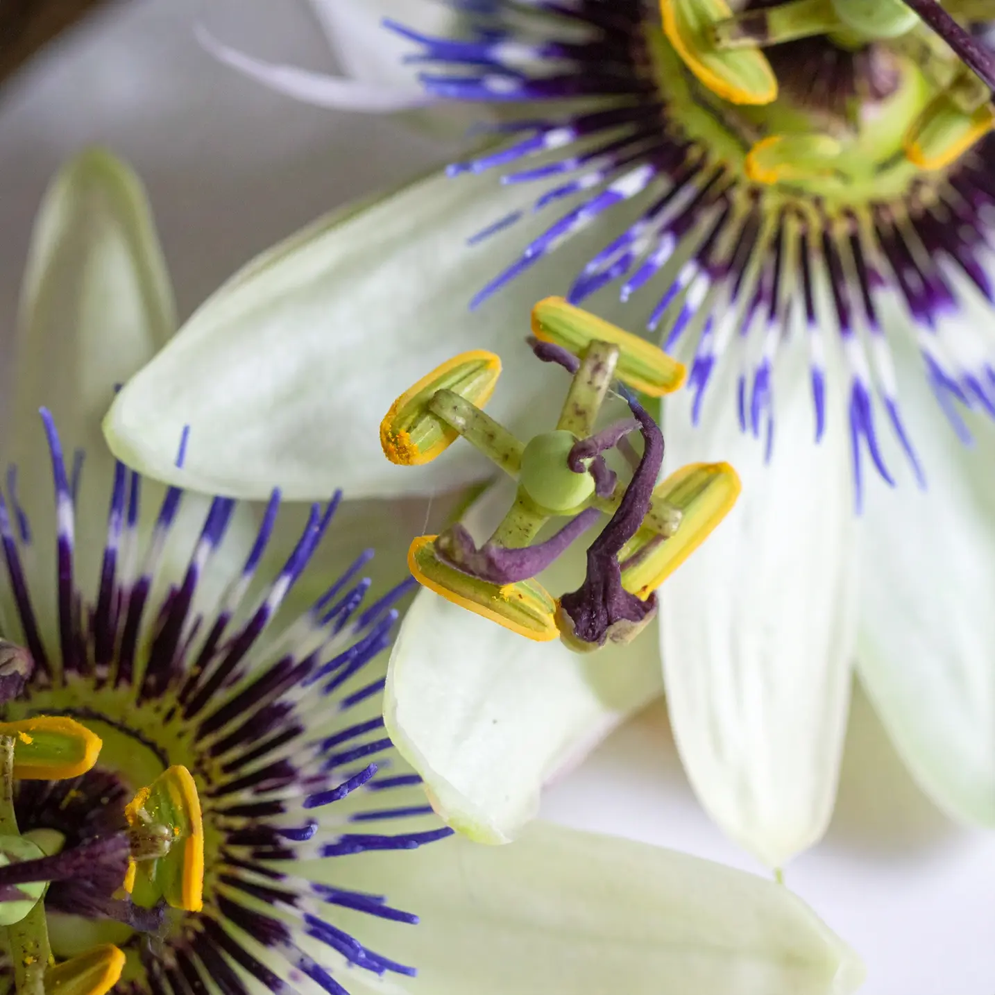 Passionflower image