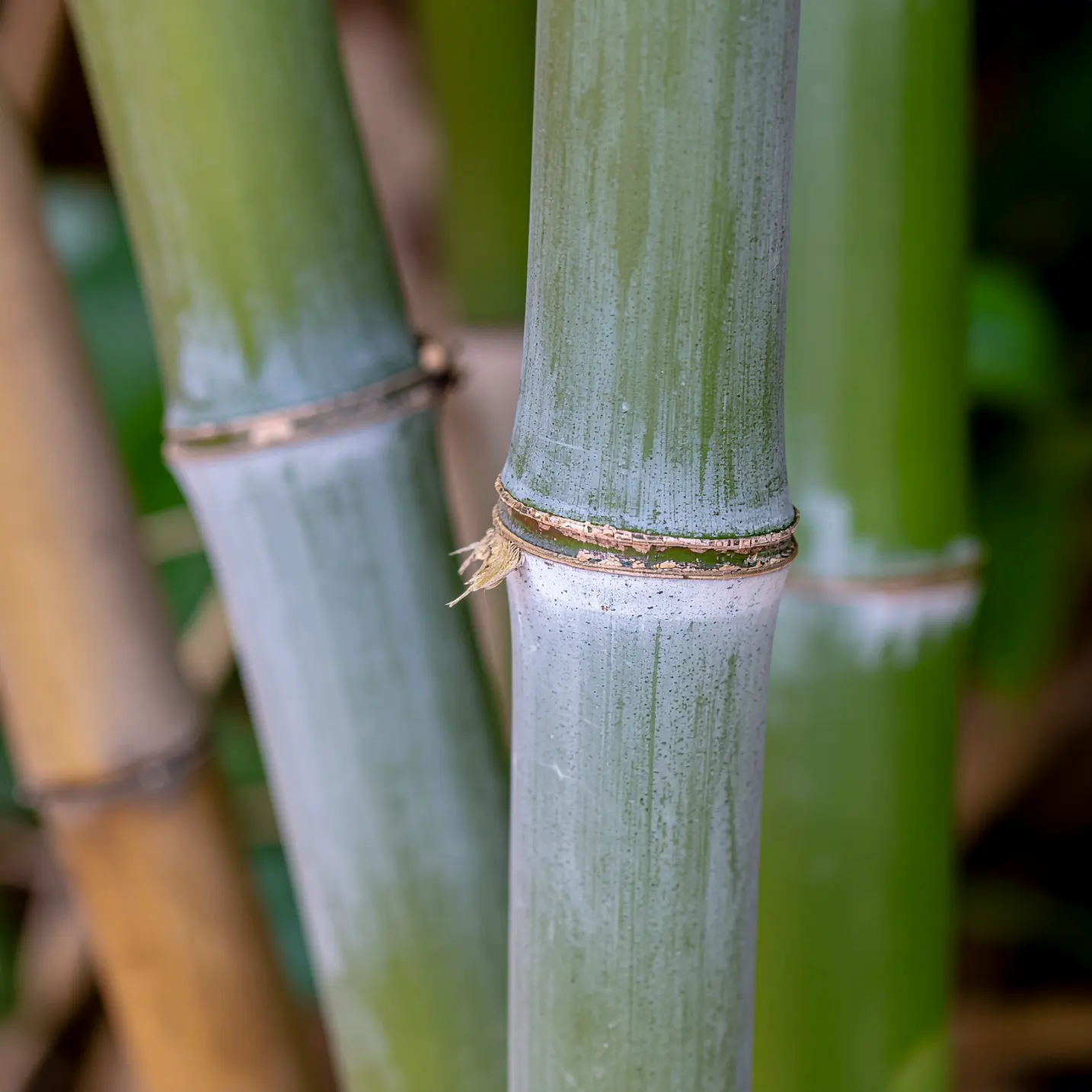 bamboo ingredient