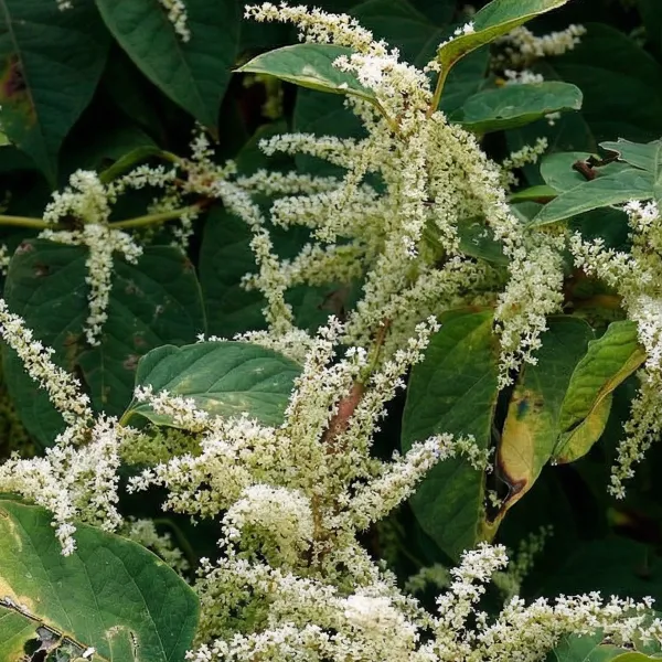 japanese knotweed ingredient