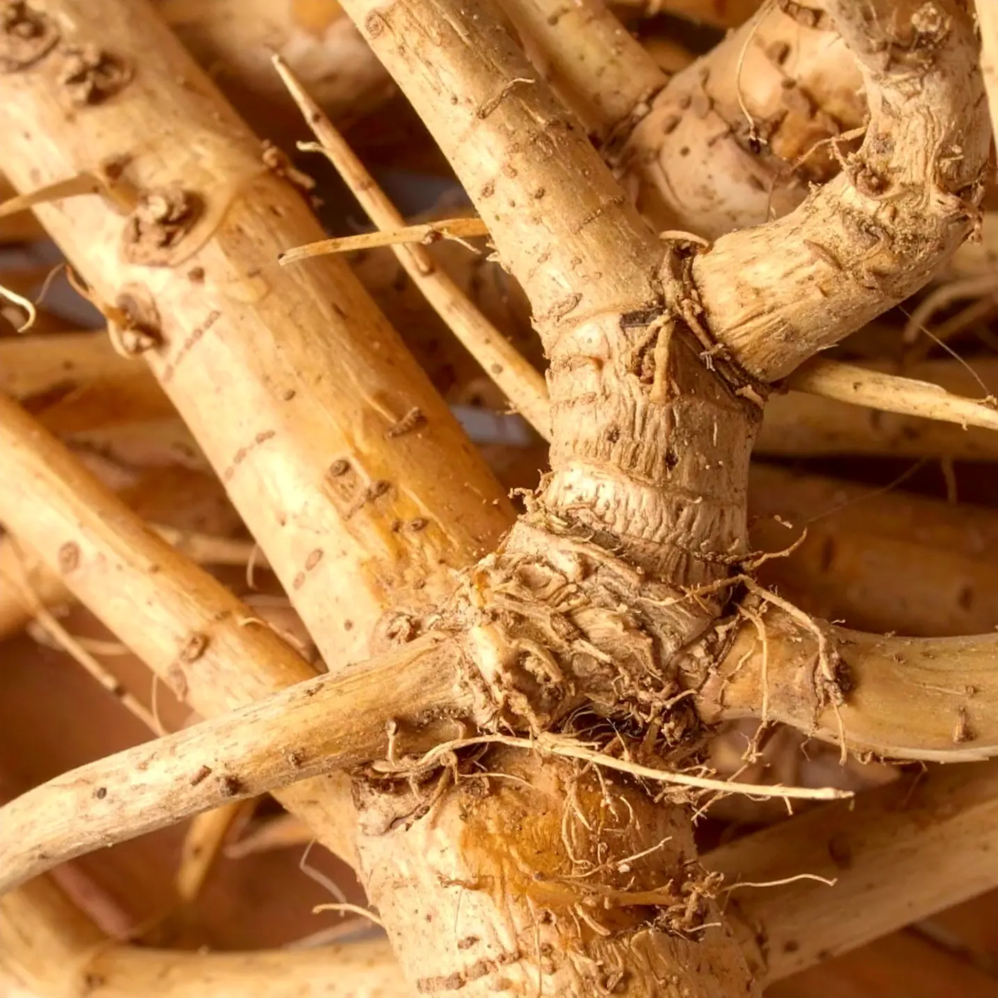 Image with two Burdock Roots