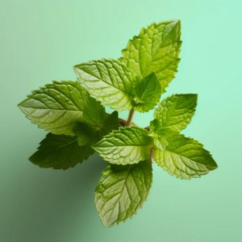 Image of a Peppermint plant