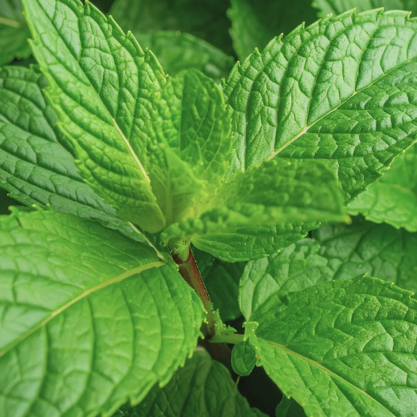 Image of a Peppermint plant