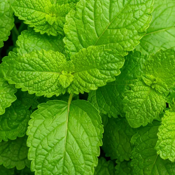 image of lemon balm leaves