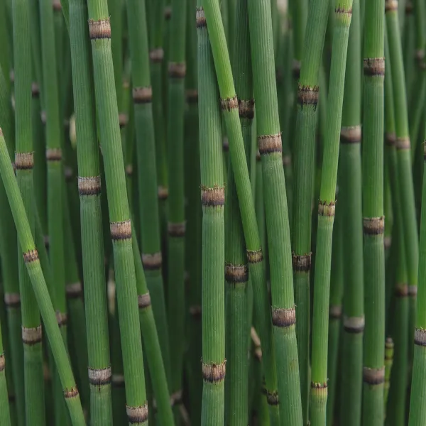 Horsetail plants