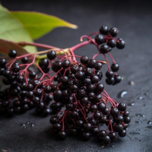 Elderberry fruits