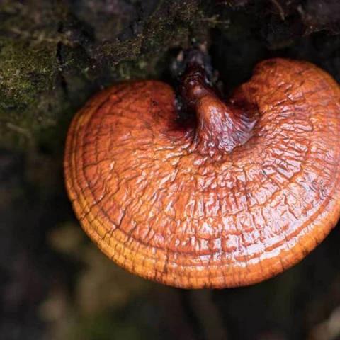 image of a mushroom on a tree