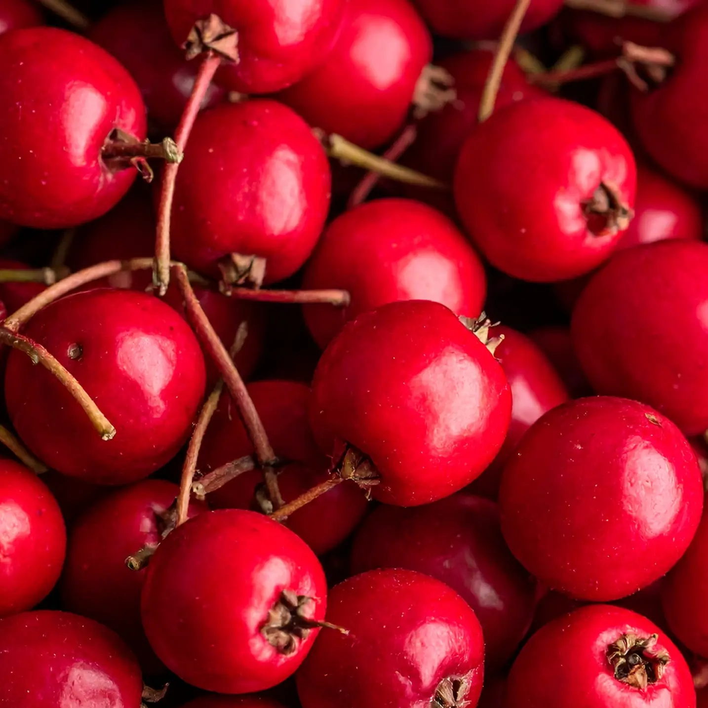Hawthorn Berries image