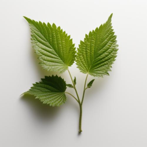 Nettle Leaf image