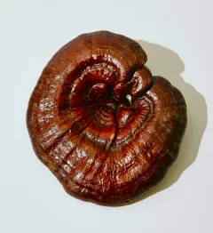 reishi mushroom