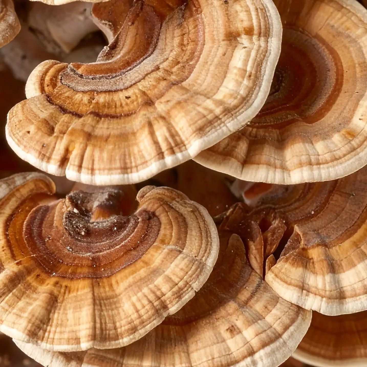 Reishi Mushroom image