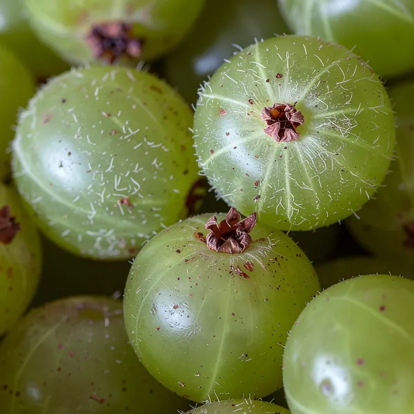 Image with a pile of Amla fruits
