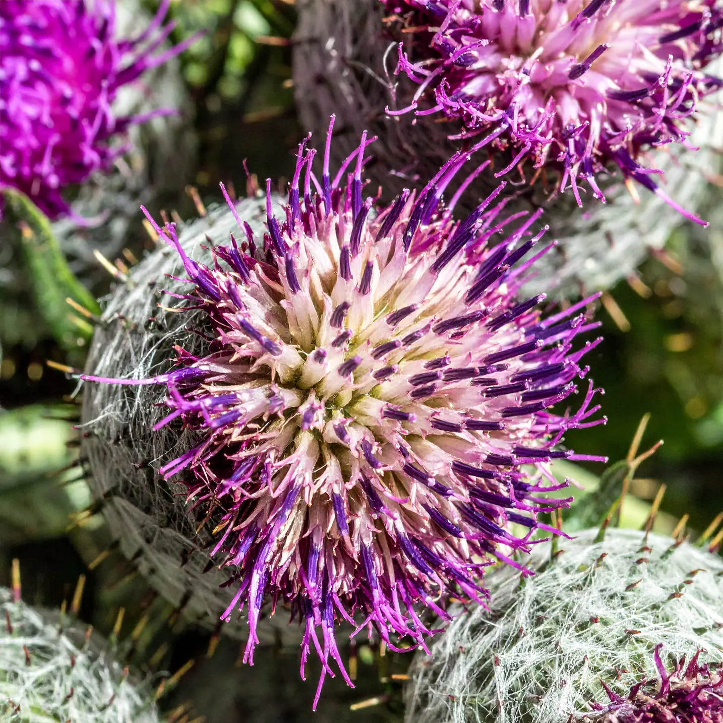 milk thistle ingredient