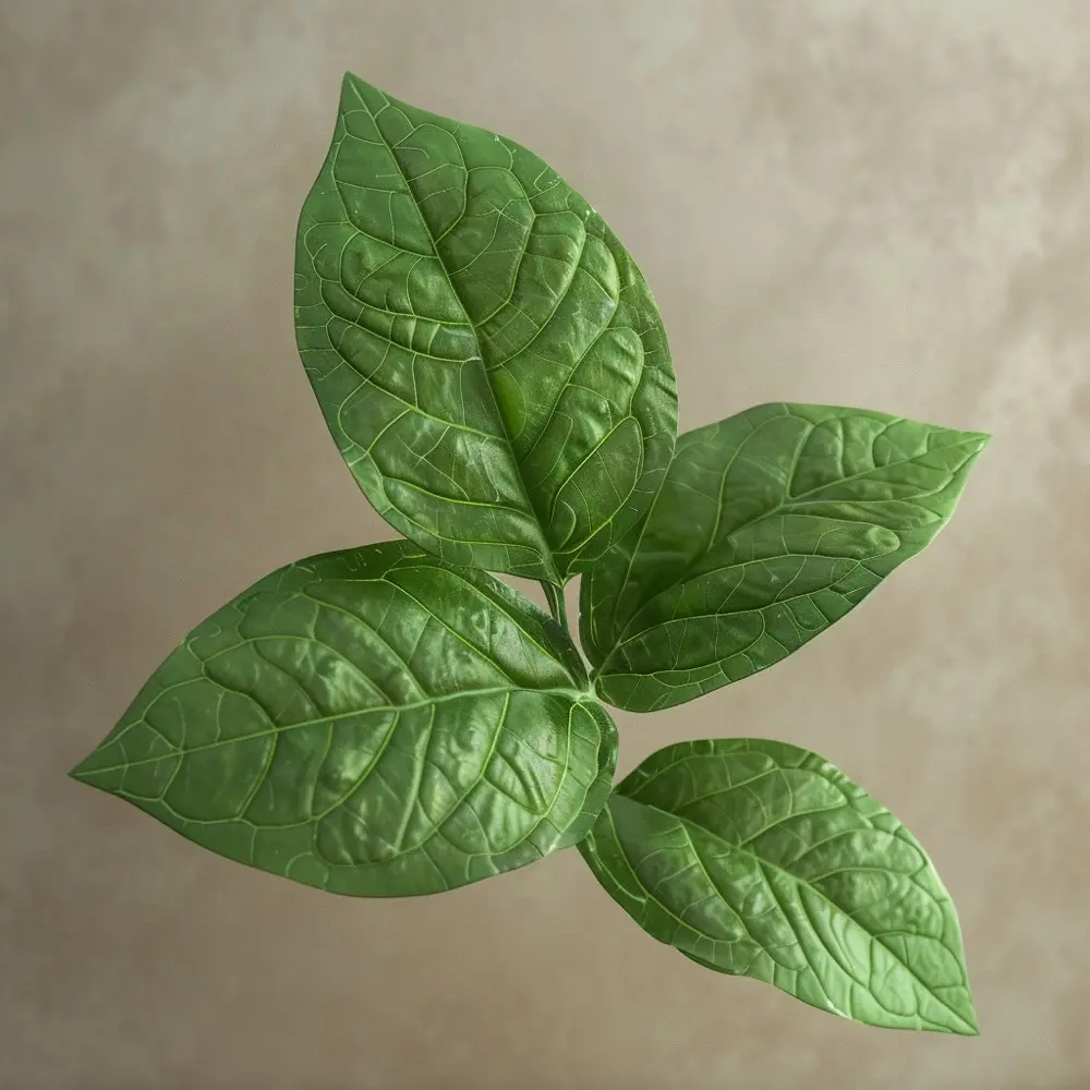 Gymnema leaf